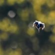 Martin-pêcheur d’Europe en action